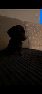 Dwergteckel pup, Dieren en Toebehoren, Honden | Teckels en Dashonden, Reu, 8 tot 15 weken, Korthaar, Dwerg