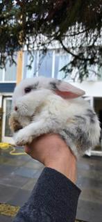 Lieve en zeer vriendelijke konijn, mannetje.
Leeftijd: tweeë