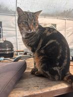 Broer en zus, Dieren en Toebehoren, Katten en Kittens | Overige Katten, Meerdere dieren, Kortharig, 0 tot 2 jaar