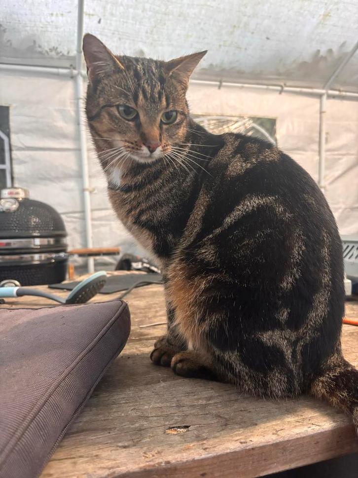 Broer en zus, Dieren en Toebehoren, Katten en Kittens | Overige Katten, Kortharig, Meerdere dieren, 0 tot 2 jaar