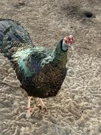 Pauwkalkoen hanen, Dieren en Toebehoren, Pluimvee, Mannelijk, Kip