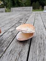 Normandische Schelp - Sierobject, Ophalen of Verzenden