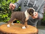 Bullforce Old English Bulldog pups, Dieren en Toebehoren, Nederland, 15 weken tot 1 jaar, Rabiës (hondsdolheid), Teef