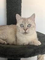 Lieve Britse Korthaar poes zoekt een gouden mandje, Poes, Gechipt, 6 jaar of ouder