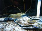 Macrobrachium rosenbergii, Kreeft, Krab of Garnaal