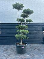 Olea europaea olijfboom pon pon, 100 tot 250 cm, Olijfboom, Zomer, Ophalen