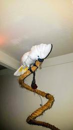 Witkuif Kaketoe, Dieren en Toebehoren, Vogels | Parkieten en Papegaaien, Mannelijk, Papegaai