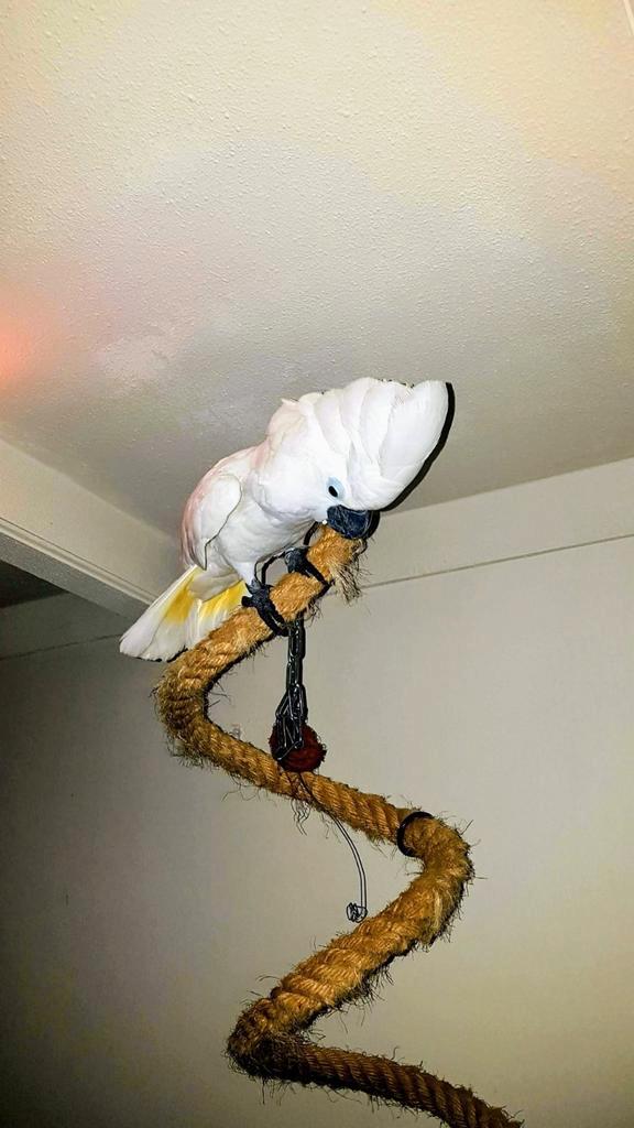 Witkuif Kaketoe, Dieren en Toebehoren, Vogels | Parkieten en Papegaaien, Papegaai, Mannelijk