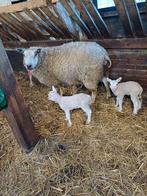 Schaap met 2 ooilammeren, Dieren en Toebehoren, Schapen, Geiten en Varkens, Vrouwelijk, Schaap