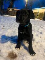 Cane corso labradoodle kruising, Meerdere, Meerdere dieren, Middel, Nederland