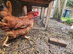 Jonge Sussex haan en Marans kip gratis, Dieren en Toebehoren, Meerdere dieren, Kip