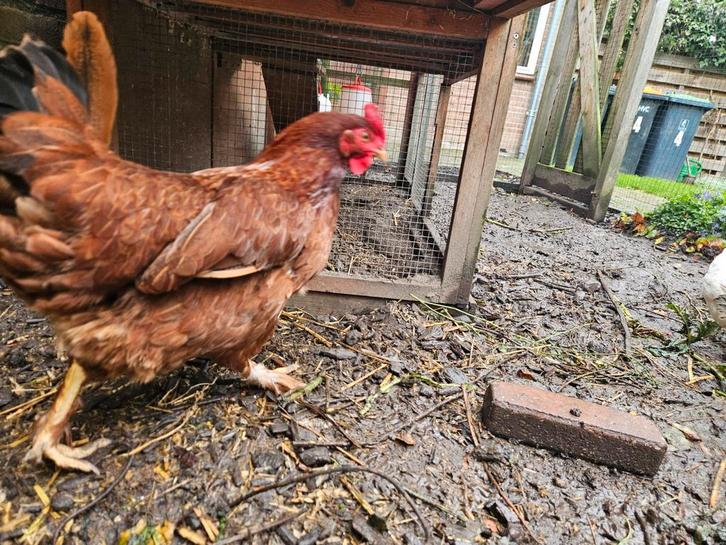 Jonge Sussex haan en Marans kip gratis, Dieren en Toebehoren, Pluimvee, Kip, Meerdere dieren