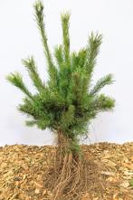 Goedkope coniferen, dennen, sparren, conifeer, den, spar, Tuin en Terras, Ophalen of Verzenden, Conifeer