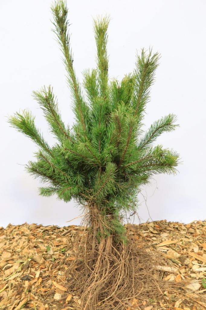 Goedkope coniferen, dennen, sparren, conifeer, den, spar, Tuin en Terras, Planten | Struiken en Hagen, Conifeer, Ophalen of Verzenden