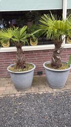 2 Winterharde Palmbomen met Pot, Overige soorten, Volle zon, Vaste plant, Ophalen of Verzenden