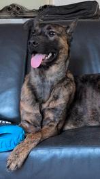 Kruising Hollandse herder x rottweiler, Reu, 1 tot 2 jaar, Eén hond, Nederland