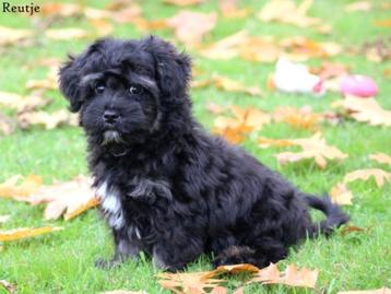 Leuke boomer pups. beschikbaar voor biedingen