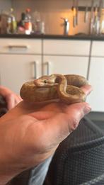 Banana Pastel Mojave 100% clown man uit 2025., Dieren en Toebehoren, Slang, 0 tot 2 jaar