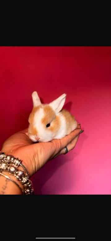 Minilop, dwerghangoor voedster beschikbaar voor biedingen