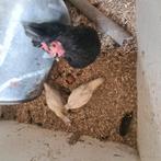 Krielkip met 2 kuikens, Dieren en Toebehoren, Meerdere dieren, Kip