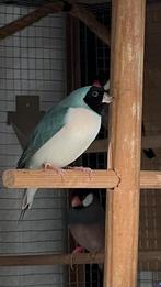 Gezocht Gouldamadine blauwe witborst pop, Vrouwelijk, Tropenvogel