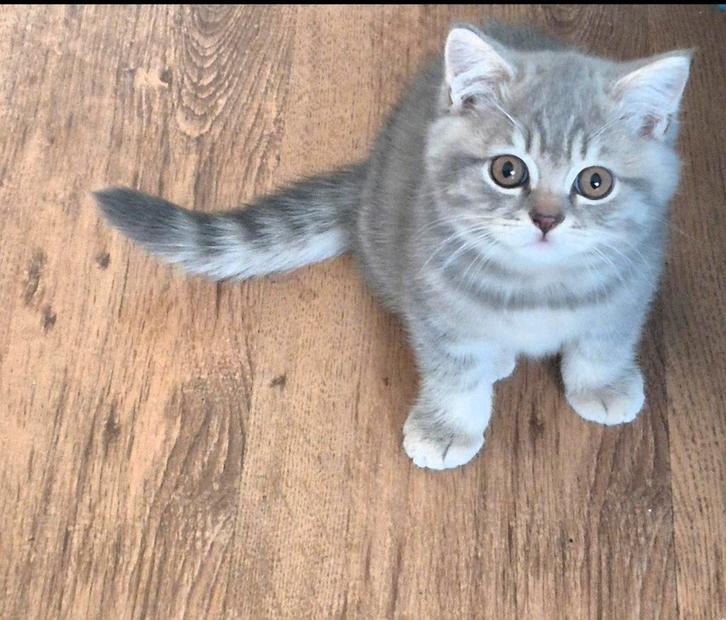 2 prachtige Britse korthaar kittens( Diemen)., Dieren en Toebehoren, Katten en Kittens | Dekkaters, 0 tot 2 jaar