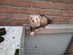 Fretten ram, Dieren en Toebehoren, Knaagdieren, Maart, Mannelijk, Fret