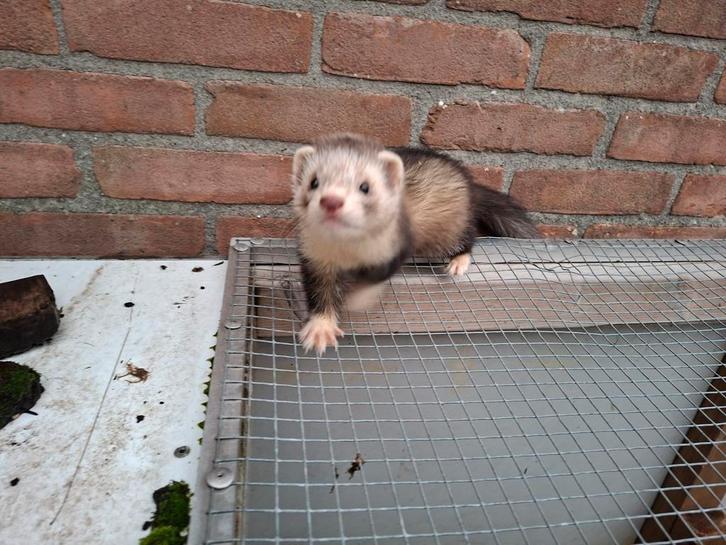 Fretten ram, Dieren en Toebehoren, Knaagdieren, Mannelijk, Fret, Maart