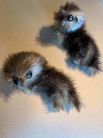 Twee schattige zeehonden baby's, jaren '50, echt bont, zgan beschikbaar voor biedingen