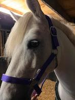 Paars halster, Dieren en Toebehoren, Ophalen of Verzenden, Nieuw