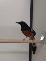 1-1 Shama lijsters, Dieren en Toebehoren, Meerdere dieren, Geringd