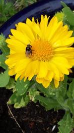 Zaden Gaillardia grandiflora Mesa Yellow (kokardebloem geel), Tuin en Terras, Bloembollen en Zaden, Voorjaar, Verzenden, Volle zon