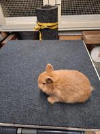 Kleurdwerg, Dieren en Toebehoren, Konijnen, Mannelijk, Dwerg