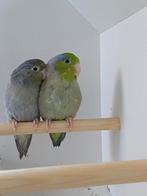 te koop koppel forpus coelestis, Meerdere dieren, Parkiet, Geringd