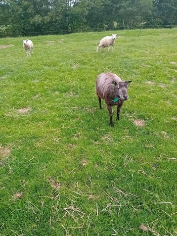 6 schapen beschikbaar voor biedingen