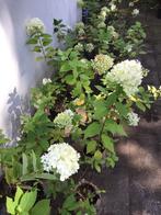 Hortensia’s Hydrangea limelight, Ophalen, Zomer, Vaste plant, Volle zon