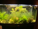 Juwel groot aquarium met toebehoren, Dieren en Toebehoren, Ophalen, Gebruikt, Gevuld zoetwateraquarium
