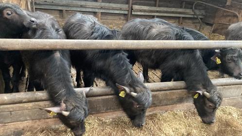 Vlees pakketten van 10 kg van waterbuffel s Kalfsvlees, Diversen, Levensmiddelen, Ophalen of Verzenden