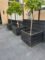 Drie mooie grote plantenbakken - zonder de boompjes!, Ophalen, Gebruikt, Vierkant, 60 tot 100 cm