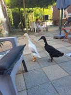 Te koop twee loopeenden, eten uit je hand !, Dieren en Toebehoren, Vogels | Duiven, Mannelijk, Overige soorten