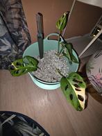 3 monstera adansonii variegata  stekjes, Huis en Inrichting, Kamerplanten, Ophalen, Overige soorten, Halfschaduw, Minder dan 100 cm