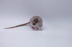Wachlijst geopend dwergratten HeRasRatjes, Dieren en Toebehoren, Knaagdieren, Rat, December, Meerdere dieren, Tam