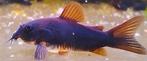 Black Venezuela Corydora, Dieren en Toebehoren, Vis, Zoetwatervis, Schoolvis