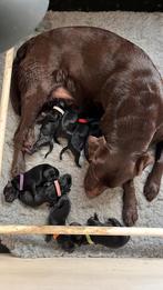 Labrador pups, Parvo, 8 tot 15 weken, Labrador retriever, Meerdere
