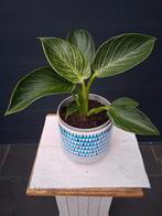 Philodendron Birkin in pot, Ophalen