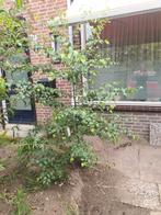 Gratis jonge Ruwe Berk, Tuin en Terras, Planten | Bomen, Ophalen, Halfschaduw, Overige soorten