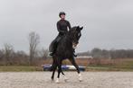 Paard, Dieren en Toebehoren, Paarden, Ruin, Dressuurpaard