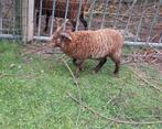 Ouessant  ram van 2025, Dieren en Toebehoren, Schapen, Geiten en Varkens, Mannelijk, Schaap