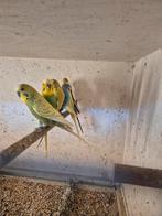 Grasparkiet, Dieren en Toebehoren