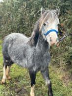 Super lieve welsh kinderpony!🥰, Dieren en Toebehoren, Pony's, 3 tot 6 jaar, B pony (1.17m tot 1.27m), Recreatiepony, Merrie